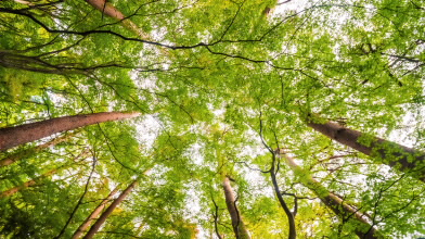 Copas de árvores visto de baixo. Declaração sobre a Natureza no BPI.