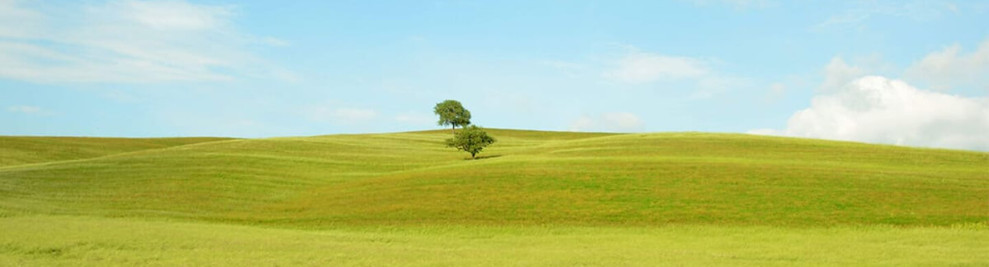 BPI Impacto Clima Ações. Planície verdejante com 2 árvores ao centro, num dia de sol e céu azul.