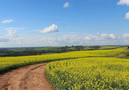 Planície verdejante com um caminho de terra batida. BPI Impacto Clima Moderado.